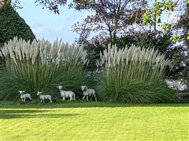 A Yarmouth garden ... with sheep!